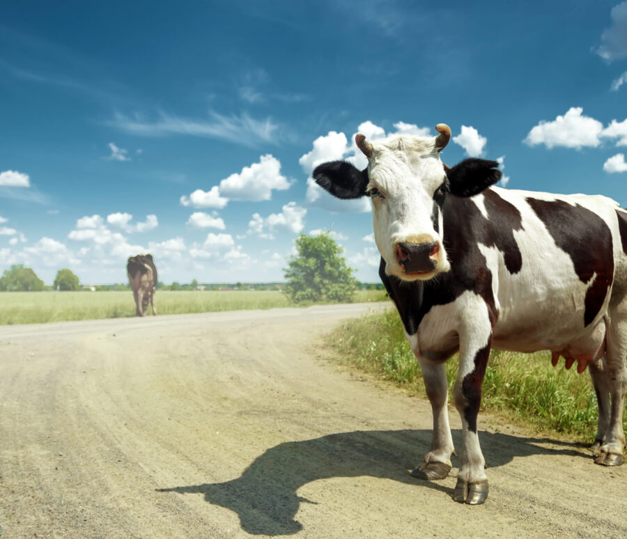 Spotted cow grazing on a beautiful green meadow against a blue sky. Livestock, farming. Spotted cow grazing on a beautiful green meadow against a blue sky. Livestock, farming.