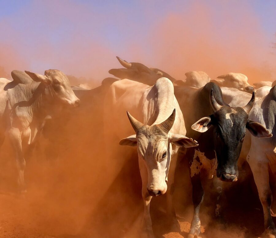 juliana-amorim-PidIm_k0Un8-unsplash-scaled juliana-amorim-PidIm_k0Un8-unsplash-scaled