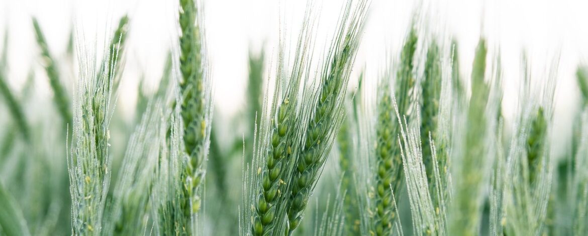 kristaps-ungurs-CDjqENI2XZE-unsplash.jpg-scaled kristaps-ungurs-CDjqENI2XZE-unsplash.jpg-scaled