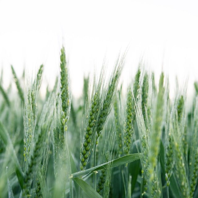 kristaps-ungurs-CDjqENI2XZE-unsplash.jpg-scaled