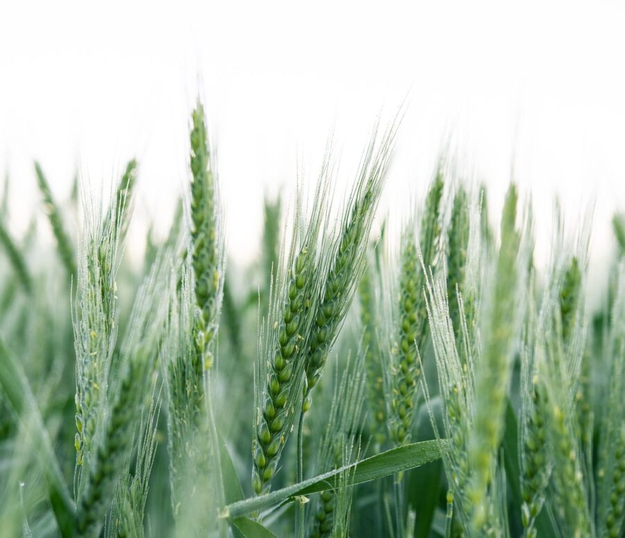 kristaps-ungurs-CDjqENI2XZE-unsplash.jpg-scaled