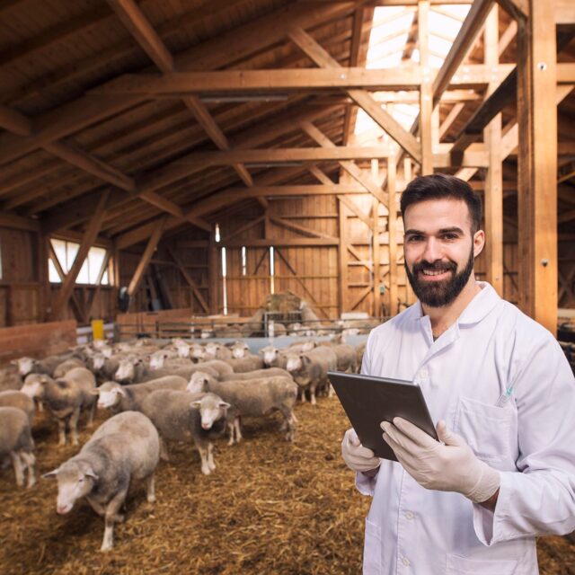 portrait-veterinarian-dressed-white-coat-with-rubber-gloves-standing-sheep-domestic-farm-edited-scaled-1