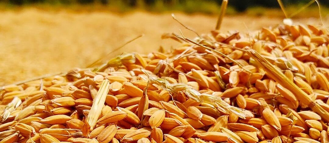 shalitha-dissanayaka-w-iVGVdZvt4-unsplash-2